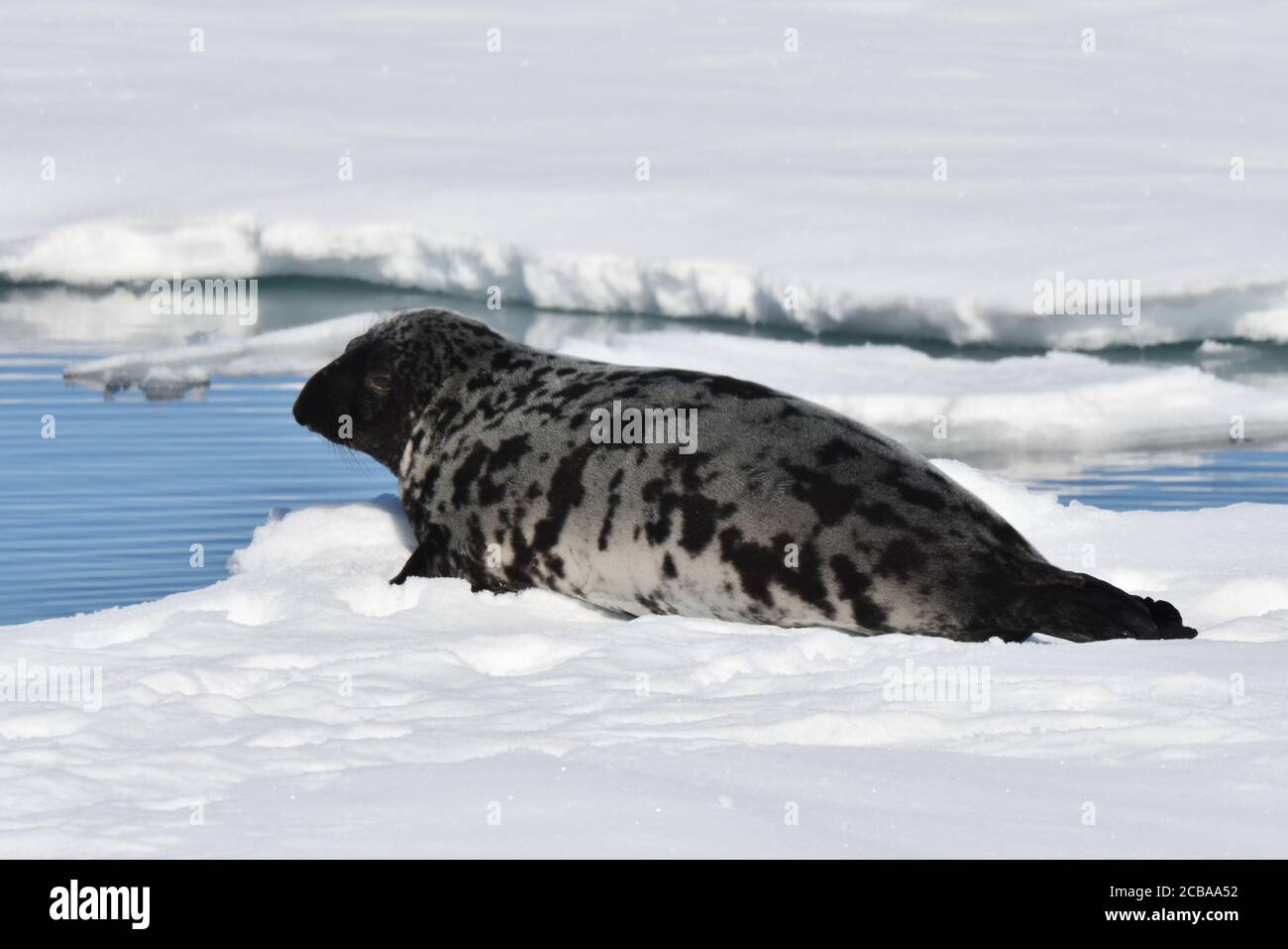 hooded seal (Cystophora cristata), lying on drifting pack ice north of Jan Mayen in northern Atlantic ocean, Norway, Svalbard Stock Photo