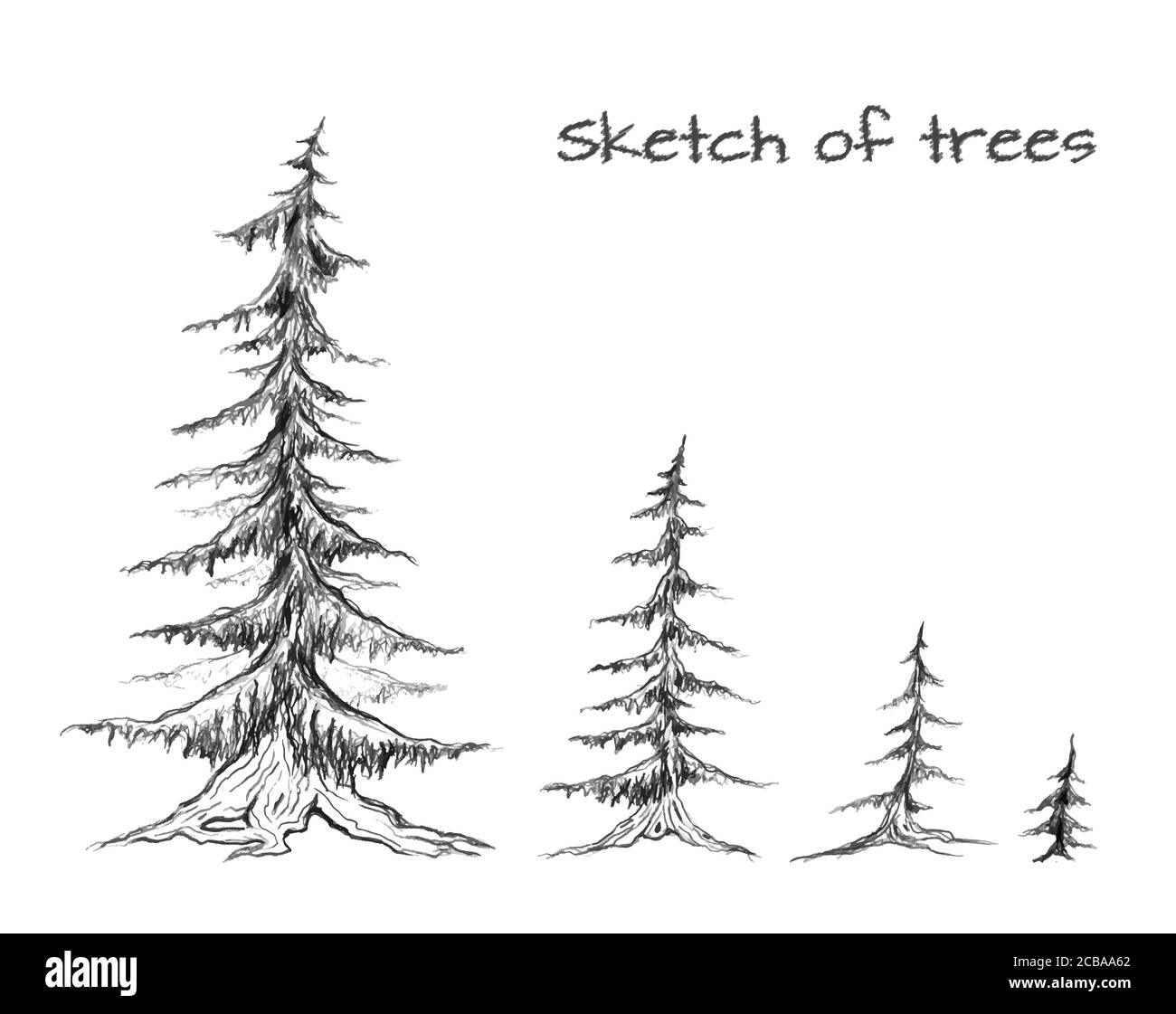 Pine Tree Pencil Drawing