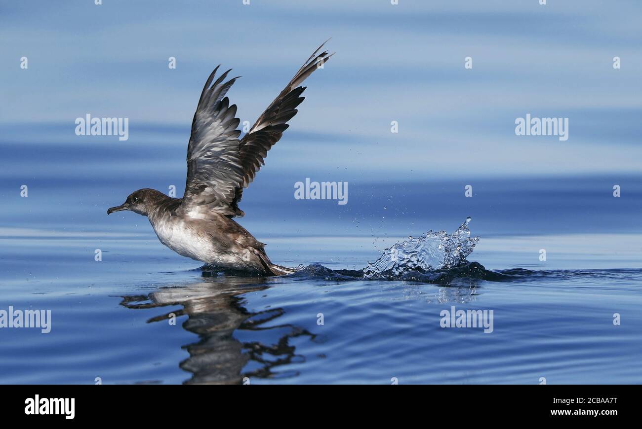 Balearic Shearwater (Puffinus mauretanicus), taking off from the water, critically endangered, Portugal, Algarve, Fuseta Stock Photo