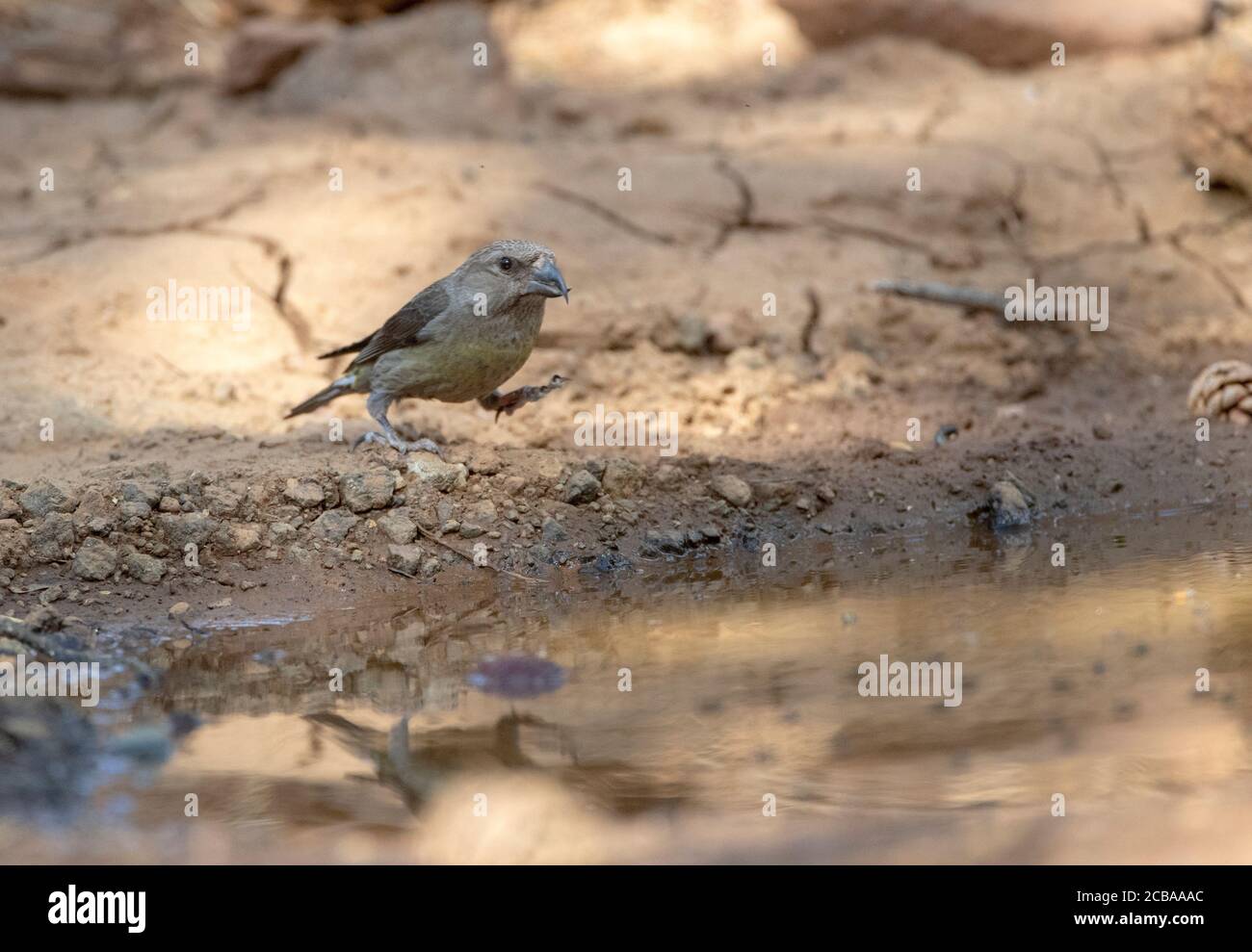 Cyprus red crossbill (Loxia curvirostra guillemardi, Loxia guillemardi), female walking thirsty to a puddle in a forest, side view, Cyprus, Trodos Mountain Stock Photo