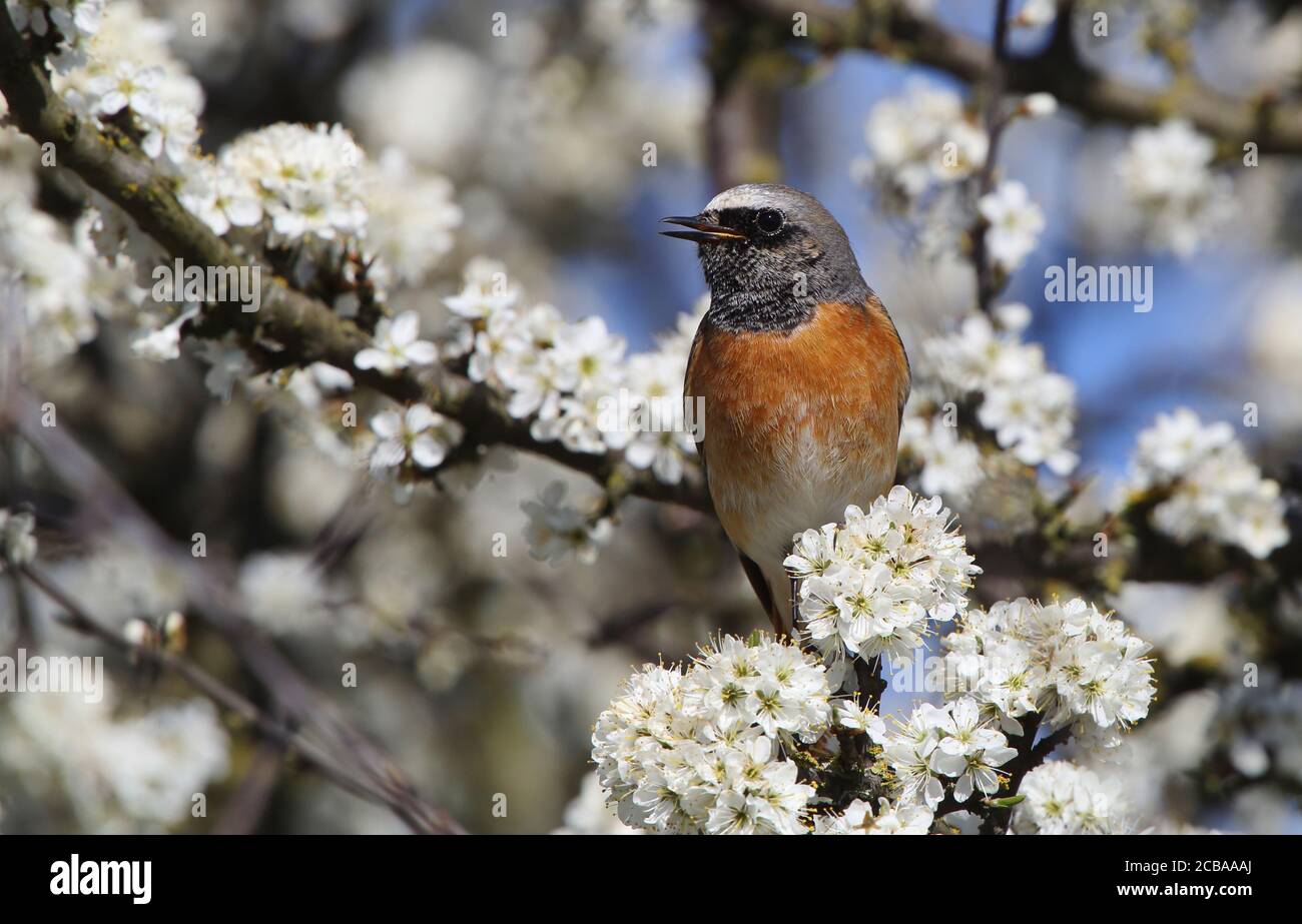 common redstart (Phoenicurus phoenicurus), Singing male from a blossoming tree, Denmark Stock Photo