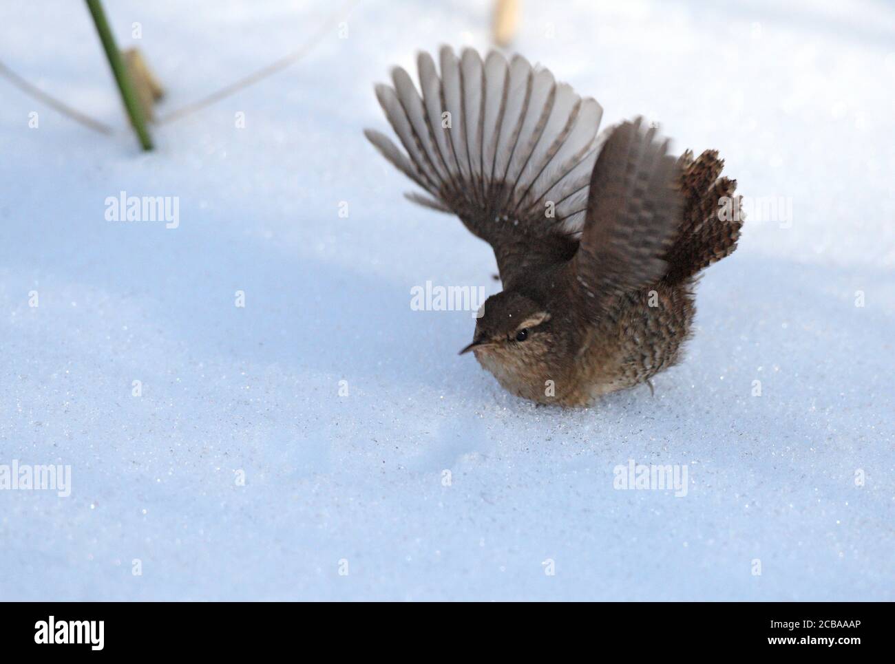 winter wren (Troglodytes troglodytes), taking off from the ground, Denmark, Insulinmosen Stock Photo