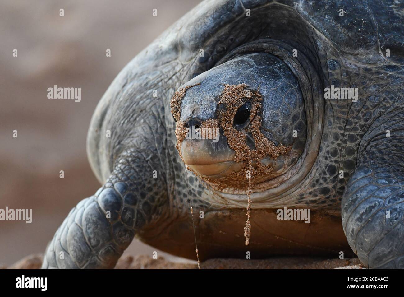 https://c8.alamy.com/comp/2CBAAC3/green-turtle-rock-turtle-meat-turtle-chelonia-mydas-portrait-front-view-ascension-island-2CBAAC3.jpg