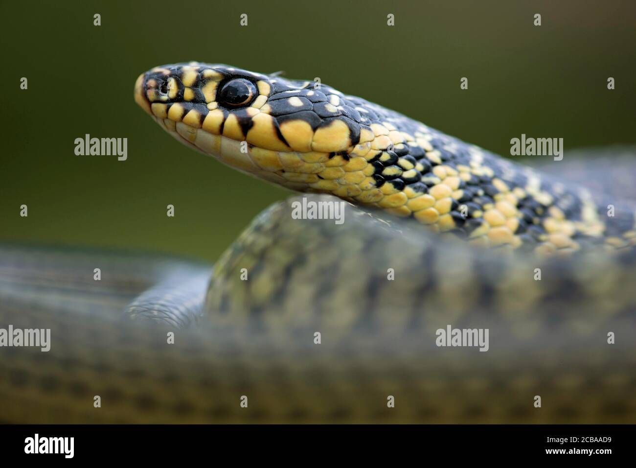 European whip snake, western European whip snake, dark-green whipsnake (Coluber viridiflavus, Hierophis viridiflavus), portrait, side view, France Stock Photo