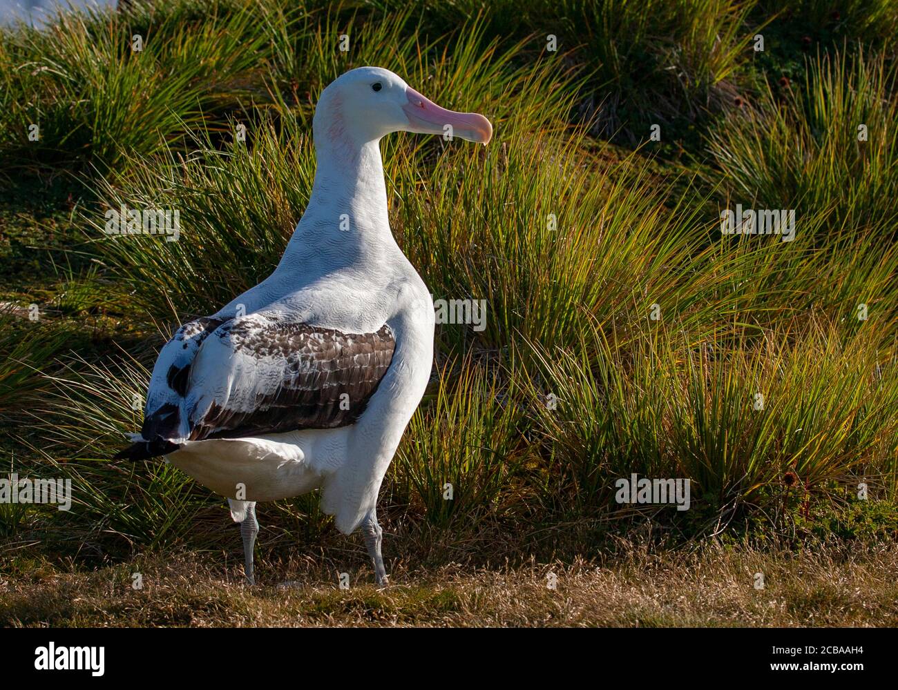 Page 3 - Wandering High Resolution Stock Photography and Images - Alamy