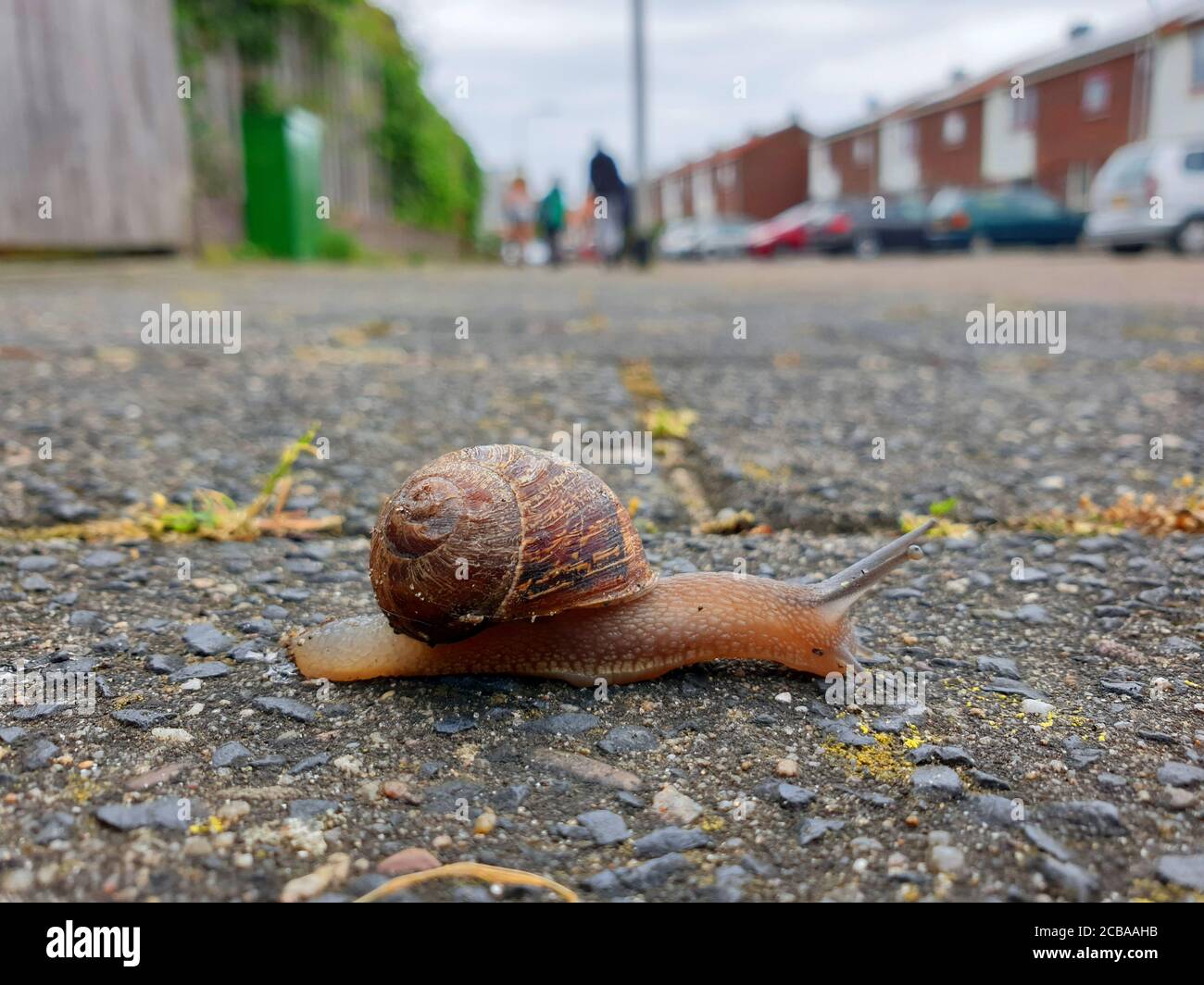 Brown garden snail, Brown gardensnail, Common garden snail, European brown snail (Cornu aspersum, Helix aspersa, Cryptomphalus aspersus, Cantareus aspersus), crawling over a path in a housing estate, side view, Netherlands Stock Photo