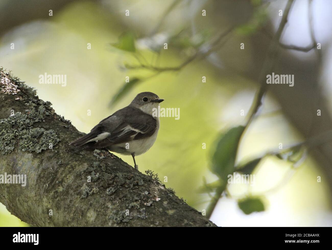 collared flycatcher (Ficedula albicollis), adult female perched on a trunk, Greece, Lesbos Stock Photo