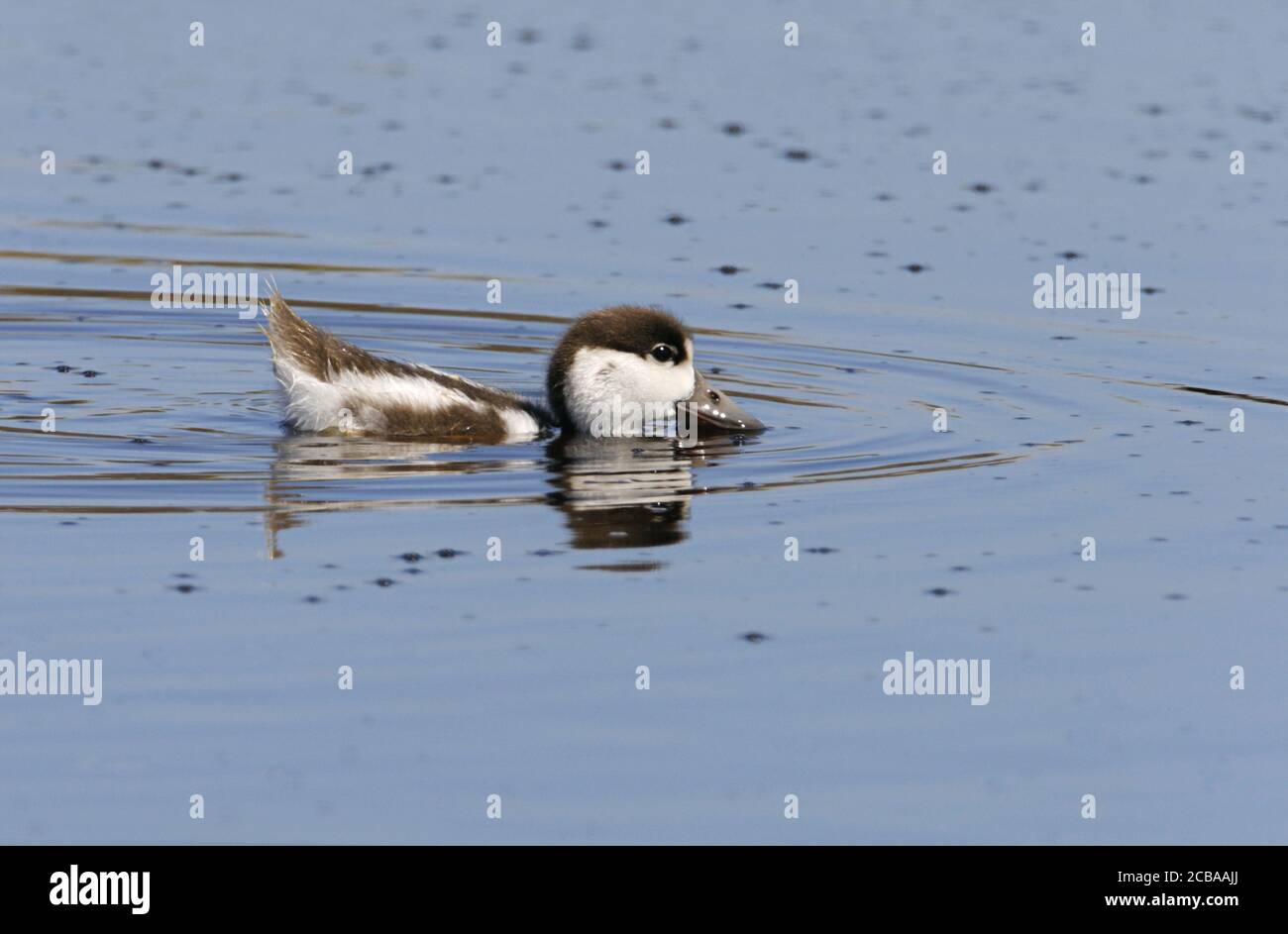 common shelduck (Tadorna tadorna), Duckling of a Common Shelduck swimming on a lake, Denmark Stock Photo