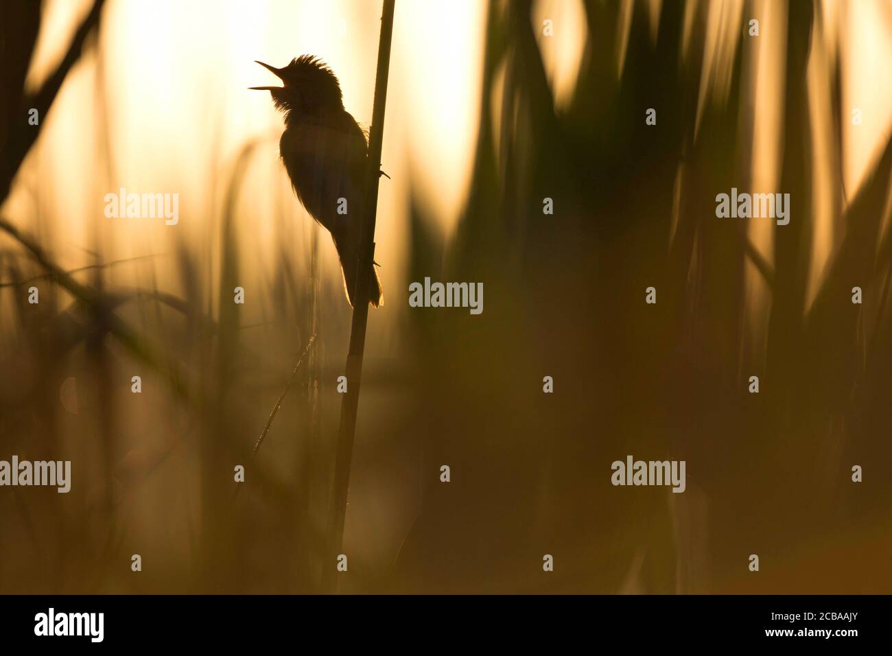 marsh warbler (Acrocephalus palustris), singing at a stem, backlighting, Belgium Stock Photo