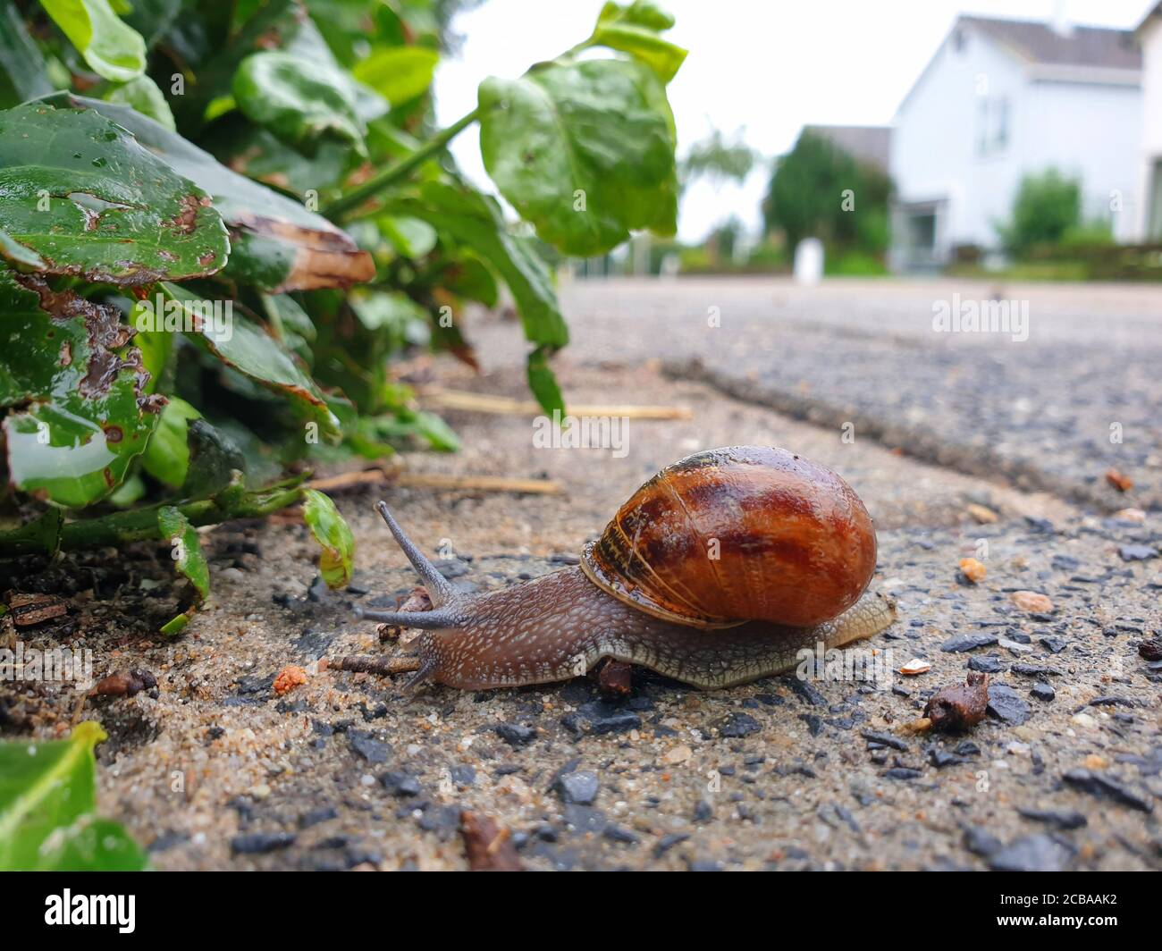 Brown garden snail, Brown gardensnail, Common garden snail, European brown snail (Cornu aspersum, Helix aspersa, Cryptomphalus aspersus, Cantareus aspersus), crossing a road in a residental area, side view, Netherlands Stock Photo