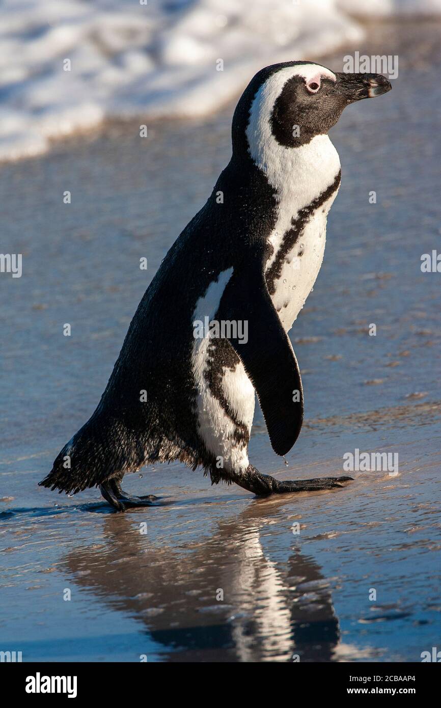 Jackass penguin, African penguin, Black-footed penguin (Spheniscus demersus), walking back on shore, South Africa, Western Cape, Simons Town, Boulders Beach Stock Photo