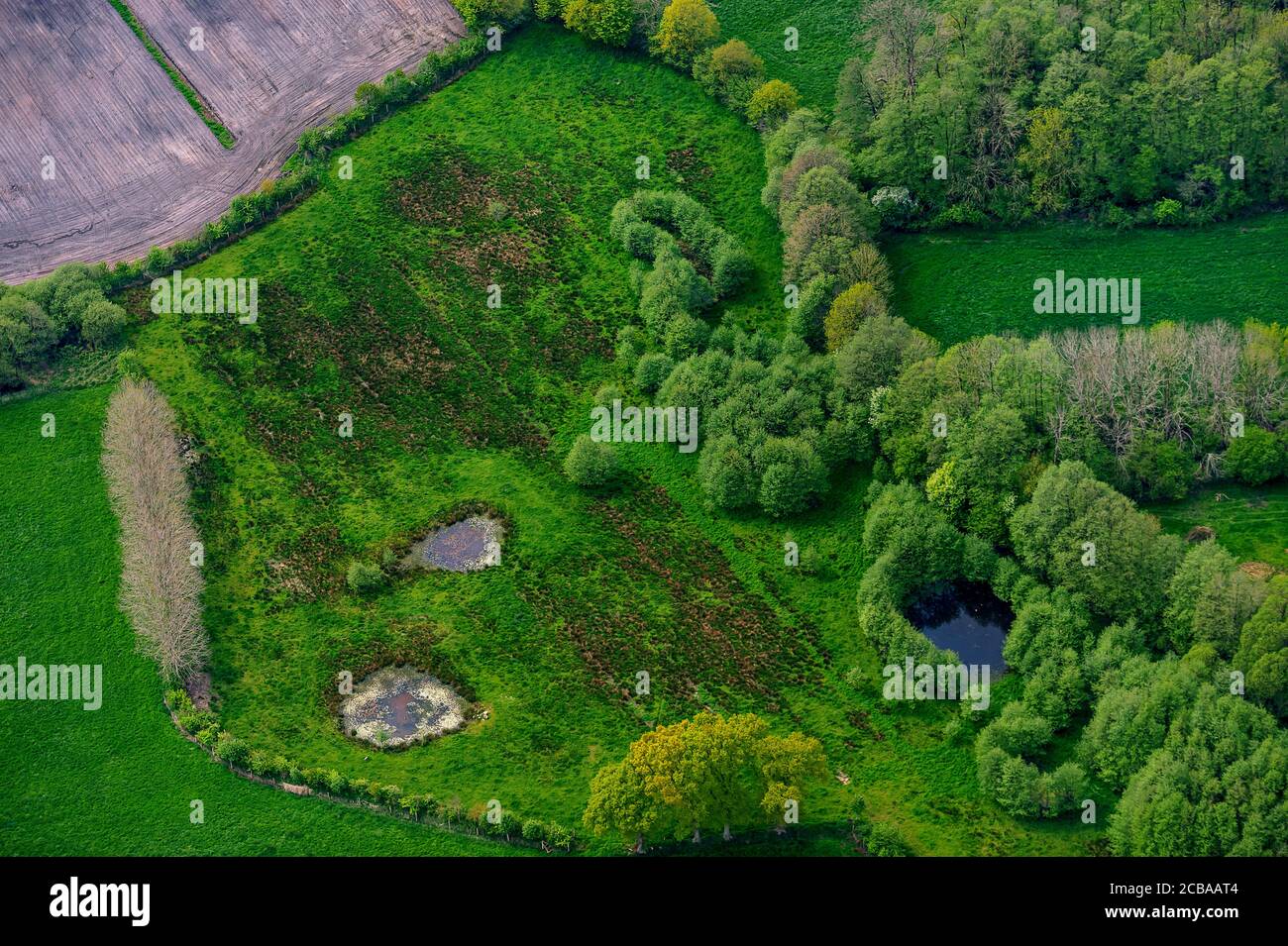 hedge bank and field in spring, 05/10/2020, aerial view, Germany, Schleswig-Holstein Stock Photo