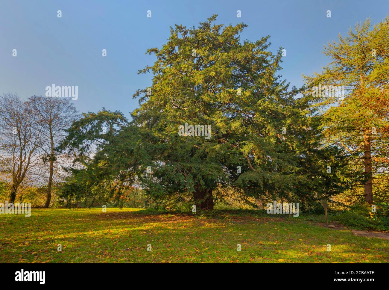 Common yew, English yew, European yew (Taxus baccata), 800 year-old yew at the garden of the evangelic church of Flintbek, Germany, Schleswig-Holstein, Flintbek Stock Photo