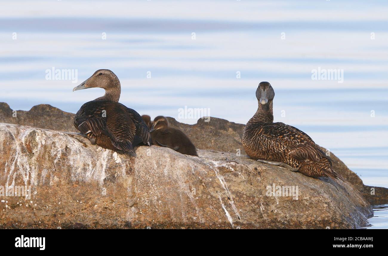 Common eider (Somateria mollissima), two mother ducks and two ducklings resting on coastal rock, Denmark Stock Photo