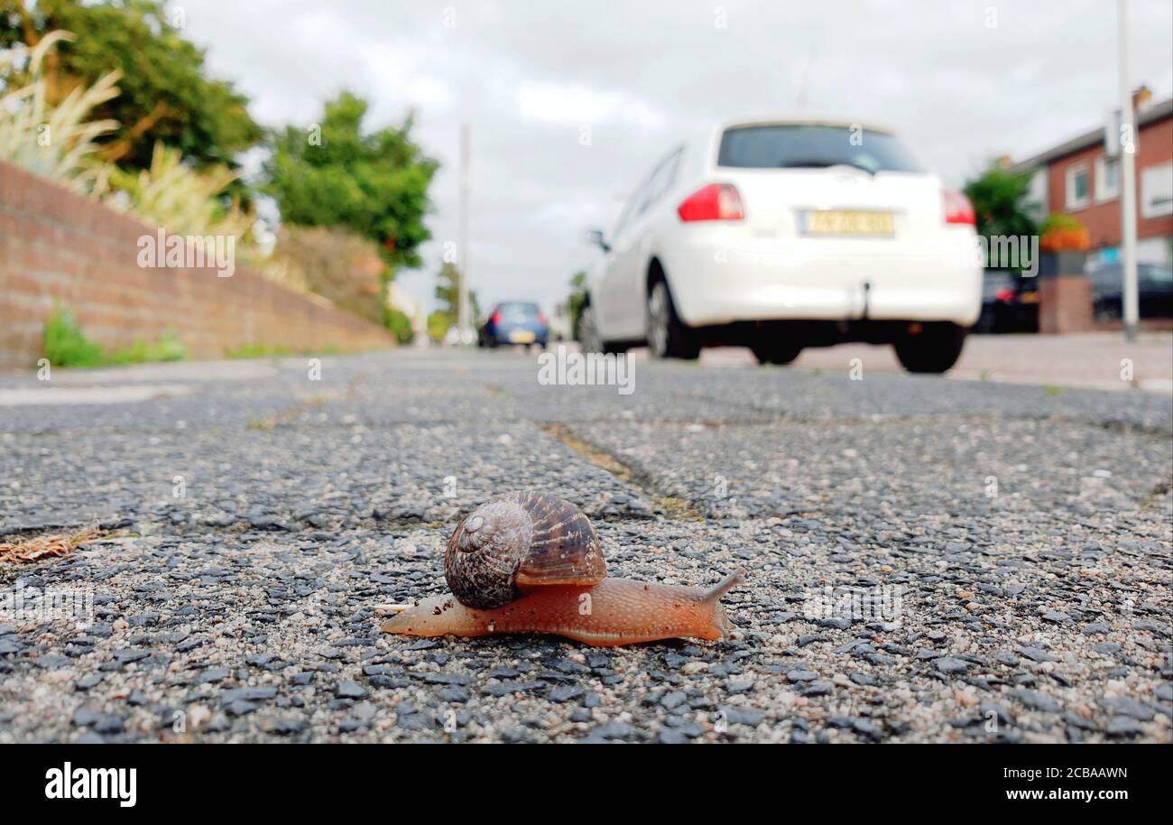 Brown garden snail, Brown gardensnail, Common garden snail, European brown snail (Cornu aspersum, Helix aspersa, Cryptomphalus aspersus, Cantareus aspersus), crossing a road in a residental area, side view, Netherlands Stock Photo