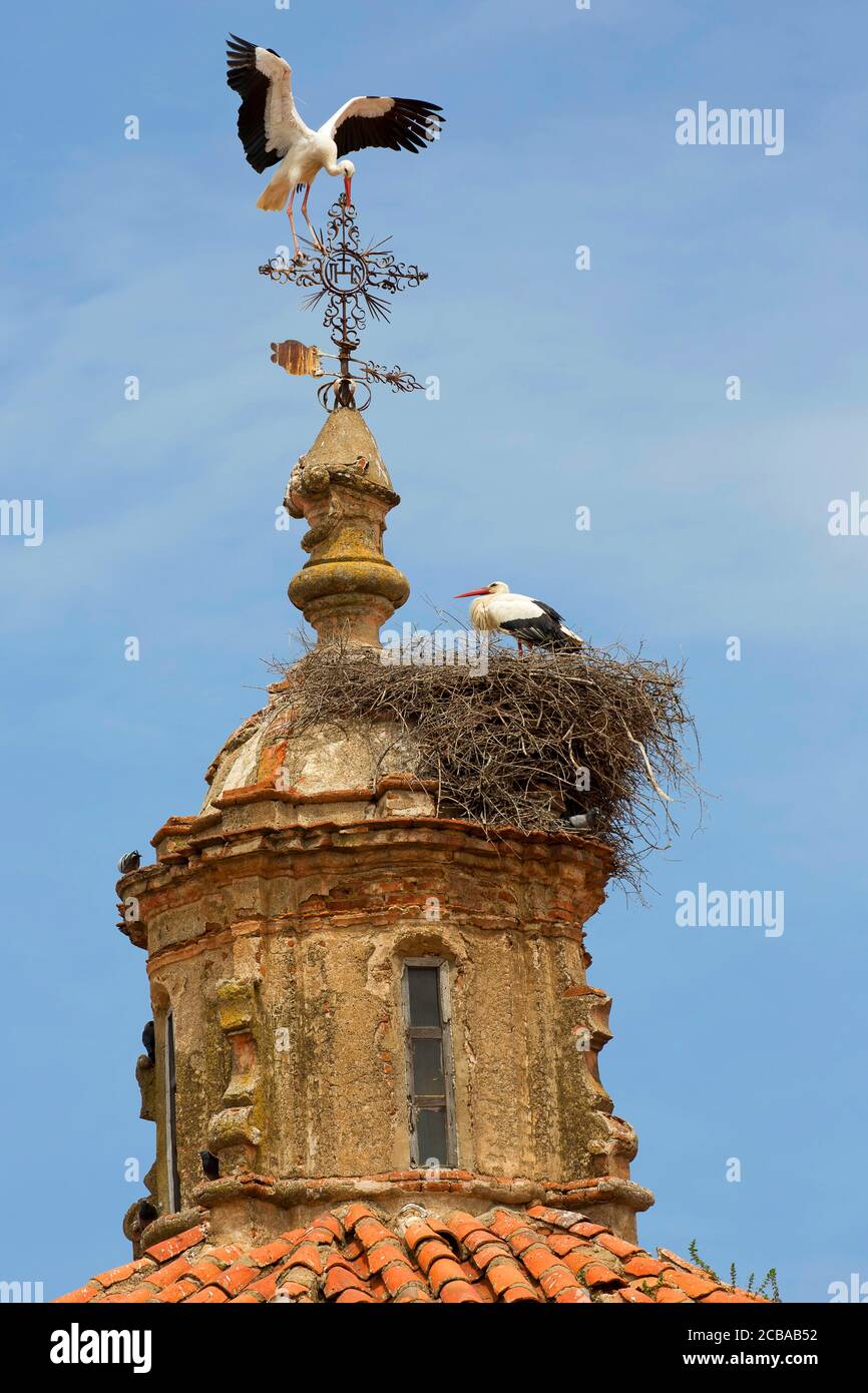 white stork (Ciconia ciconia), breeding couple on a church steeple, France Stock Photo