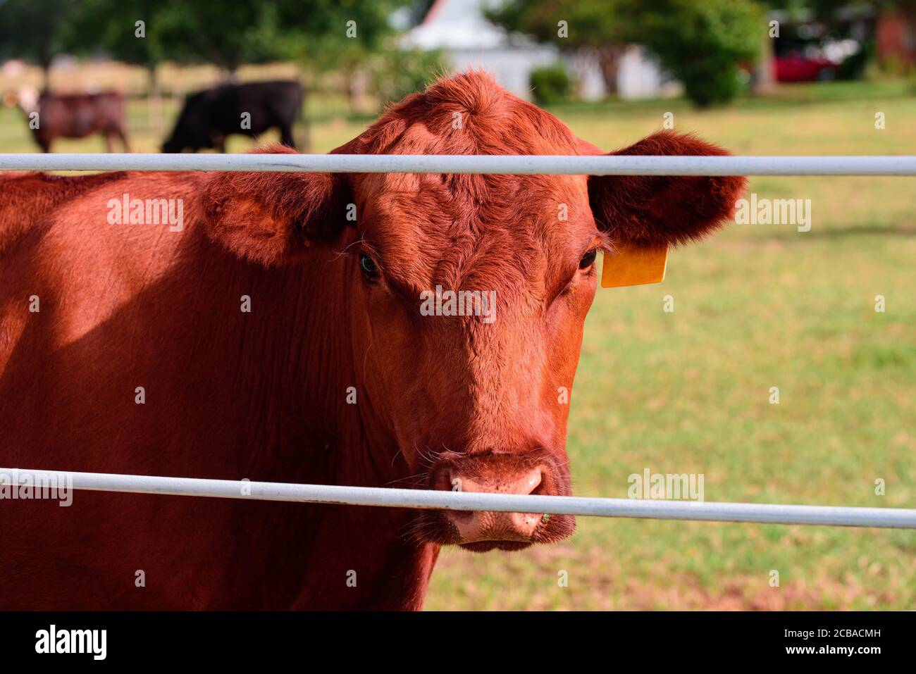 Dairy cows in a farm. Close up of dairy cows. Angus Cattle Farming ...