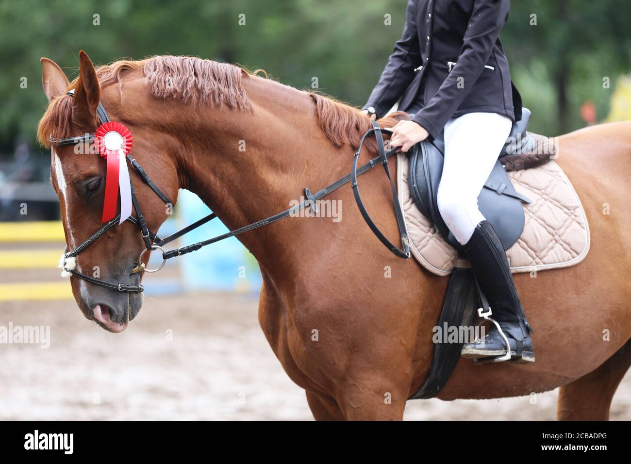 Colorful ribbons rosette on head of an young award winner show jumper ...
