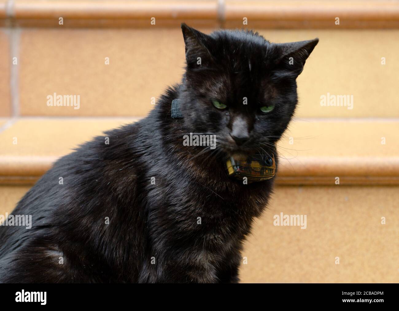 Gibraltar, 13 May 2020 Black cat wearing a Pet Safe Collar used to contain the cat to a certain