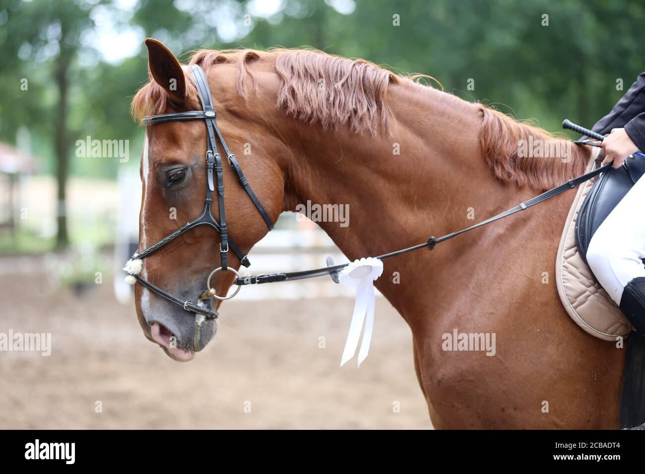 Colorful ribbons rosette on head of an young award winner show jumper ...