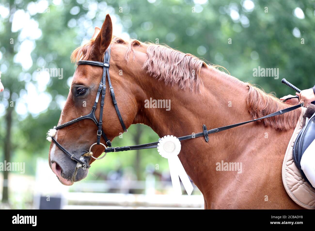 Colorful ribbons rosette on head of an young award winner show jumper ...