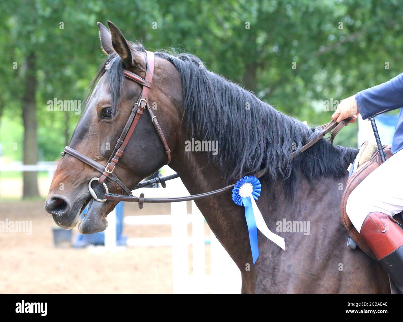 Colorful ribbons rosette on head of an young award winner show jumper ...