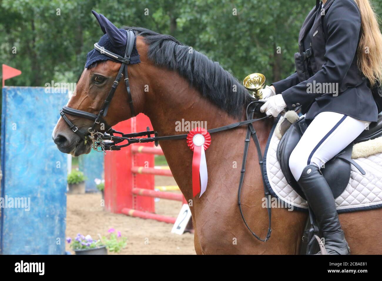 Colorful ribbons rosette on head of an young award winner show jumper ...
