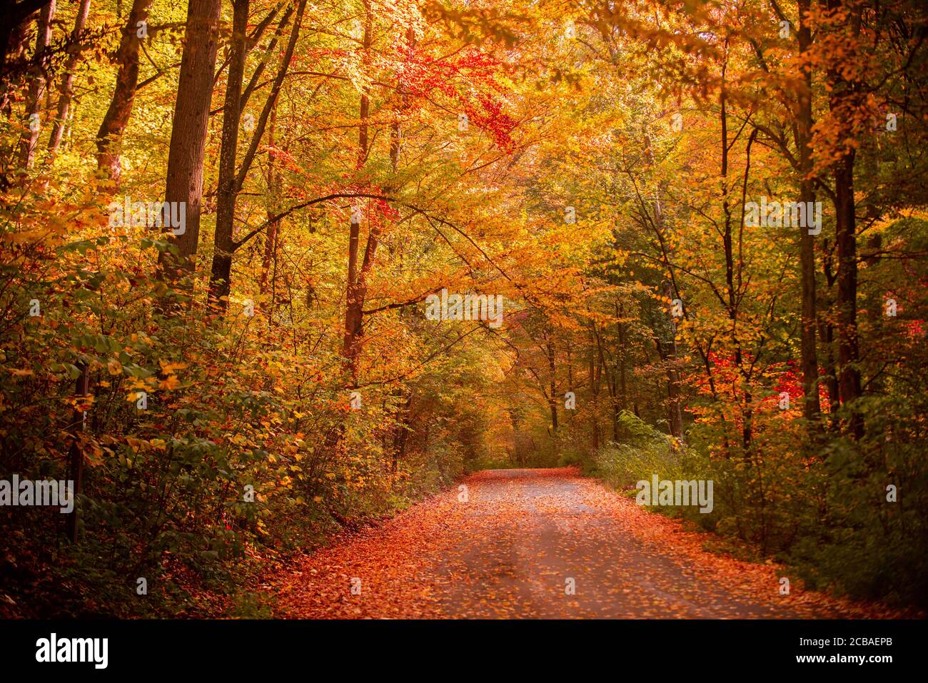 Autumn forest nature. Beautiful romantic alley in a park with colorful ...