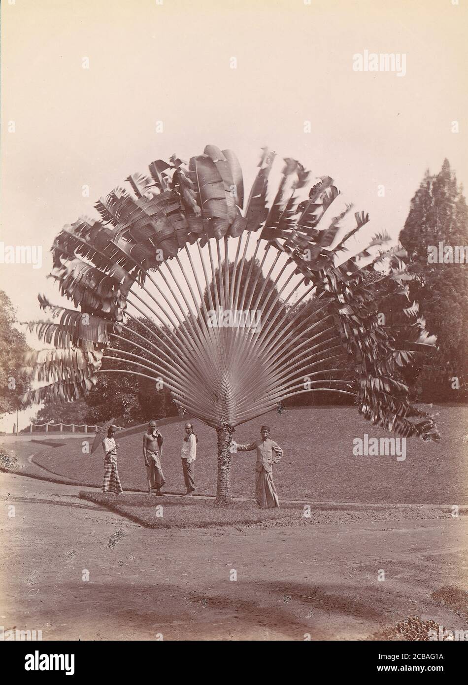 Image Traveller's tree (Ravenala madagascariensis), Fort Canning Park,  Singapore - 434261 - Images of Plants and Gardens - botanikfoto