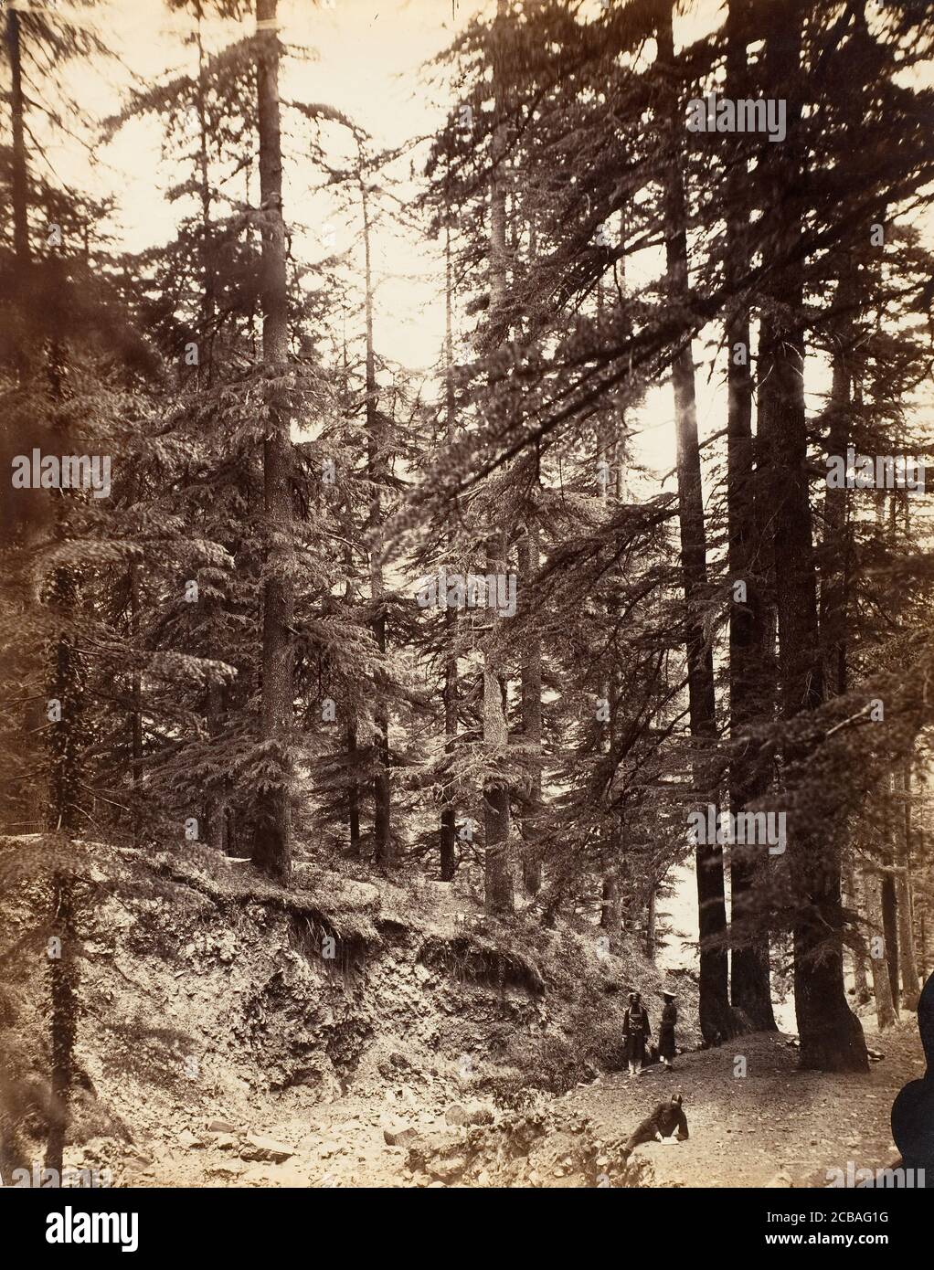 Deodars at Annandale, Simla, 1858-61. Stock Photo