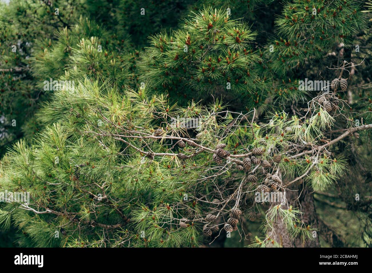 Pine tree branch with cones and green needles Stock Photo - Alamy