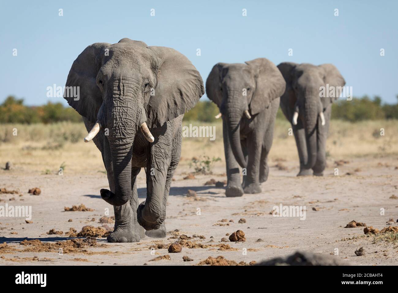 Three elephants walking in line on flats of Savuti in afternoon sunlight in Botswana Stock Photo