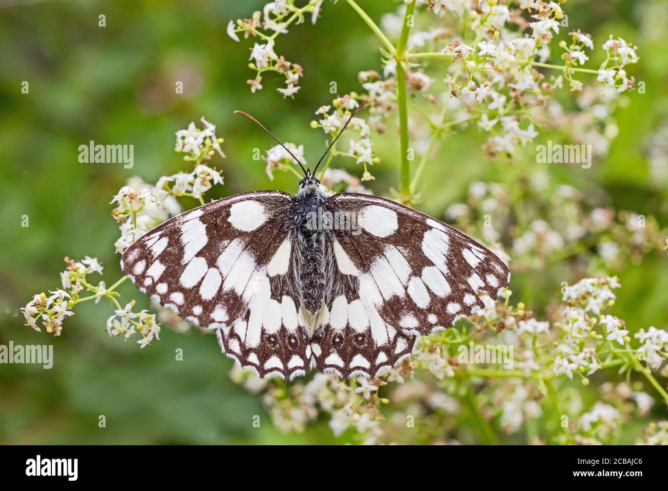 Marbled White, (Melanargia galathea,) resting with wings spread. Stock Photo