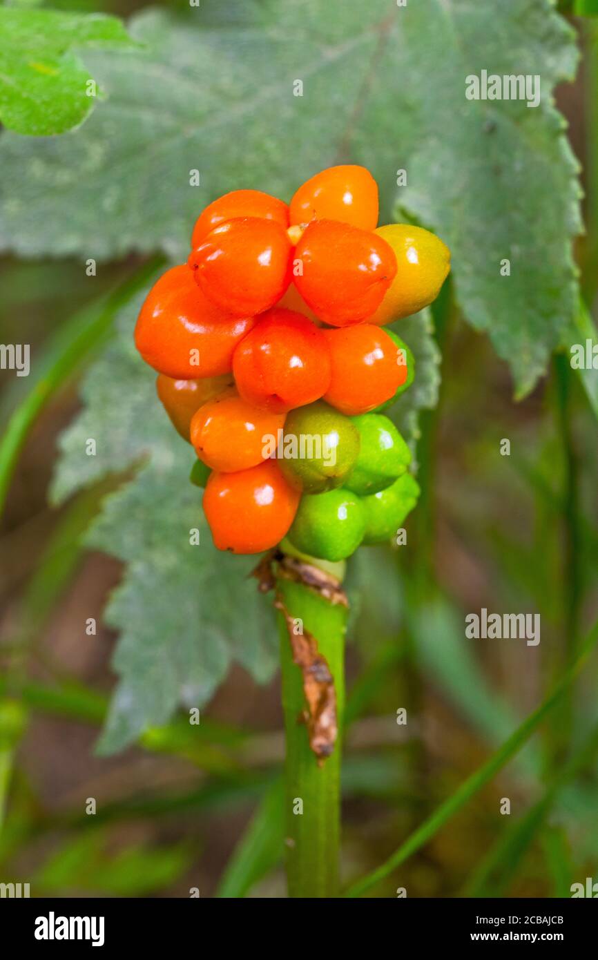 Ripening berries of Lords and Ladies or Cuckoo Pint , (Arum maculatum.) Stock Photo