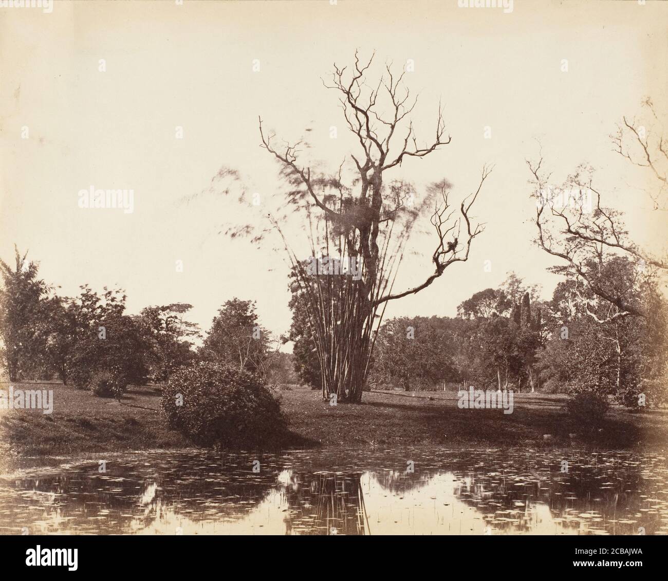 [Botanical Gardens, Calcutta], 1850s. Stock Photo