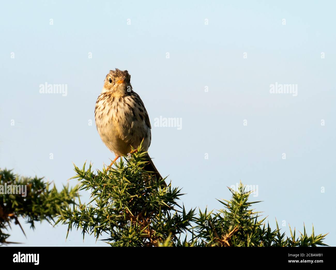A Meadow Pipit (Anthus pratensis) perched on a gorse bush, norfolk Stock Photo