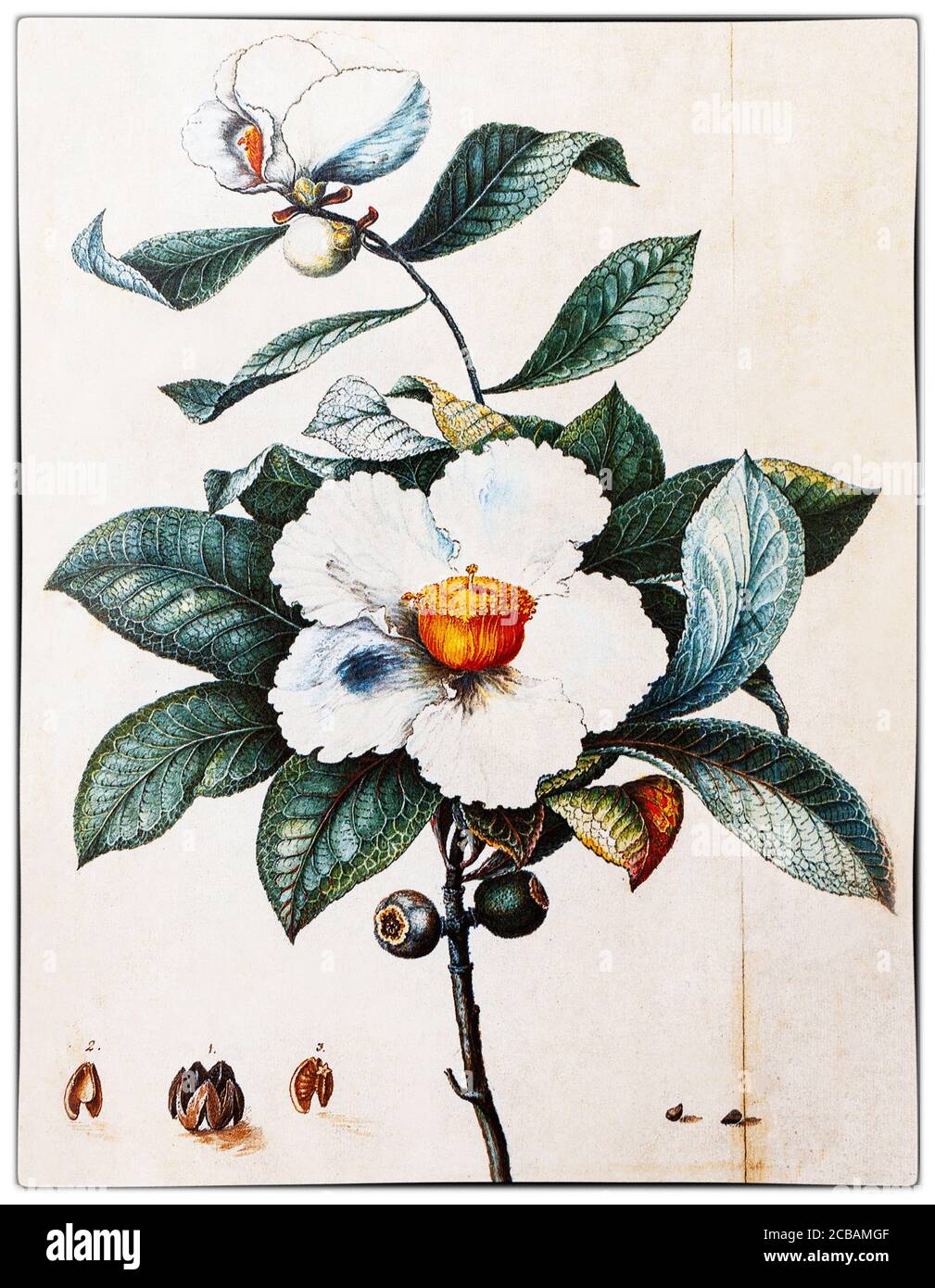 Flowers of the Franklin tree, Franklinia alatamaha, painted by William Bartram (1739-1823),an American naturalist, son of the naturalist John Bartram who was appointed Royal Botanist for North America by King George III in 1765. In that same year, John Bartram and his son William discovered franklinia growing in a 2-3 acre tract along the banks of the Altamaha River in southeastern Georgia. Stock Photo