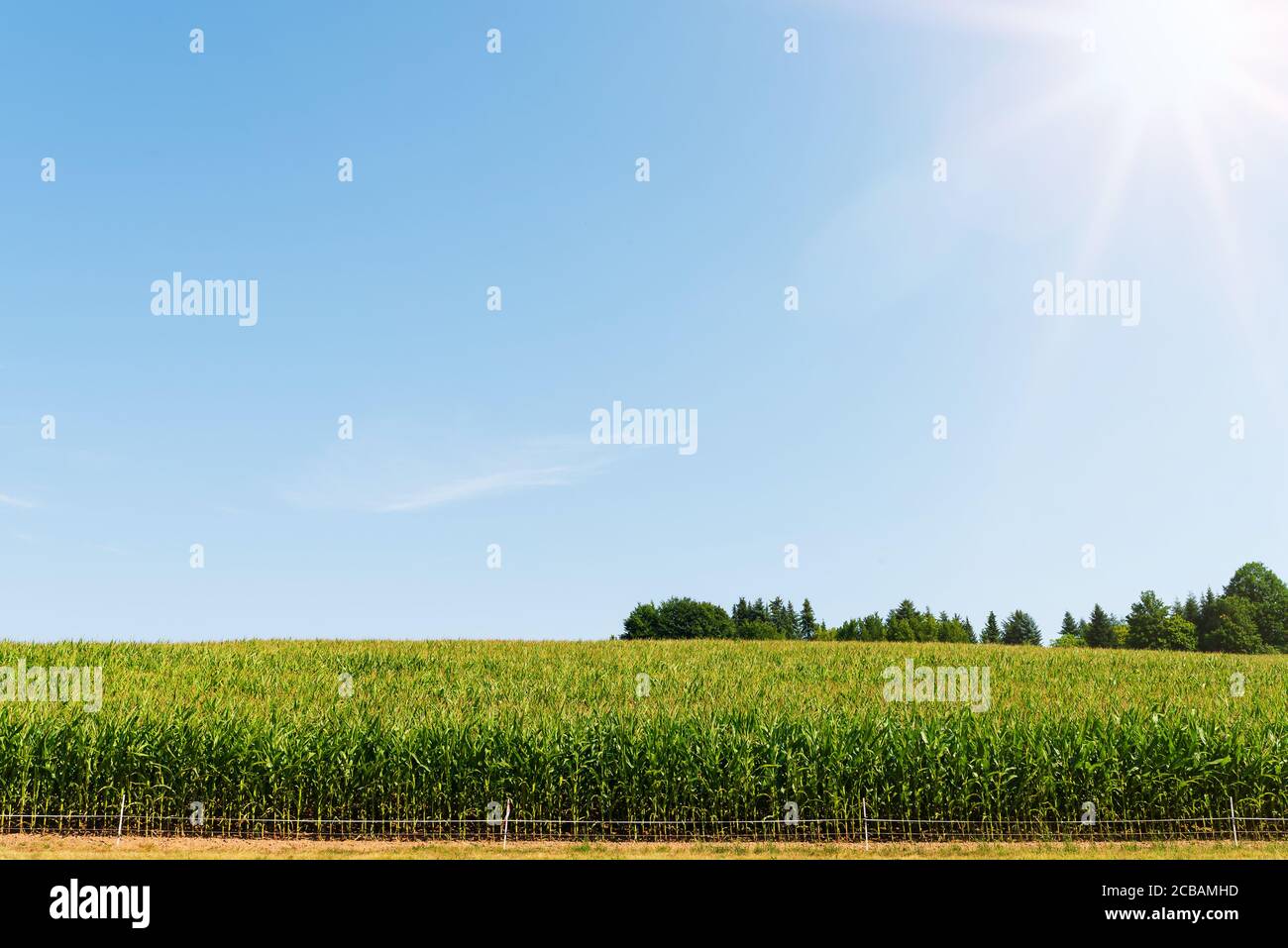 corn on field against clear blue sky on summer day Stock Photo