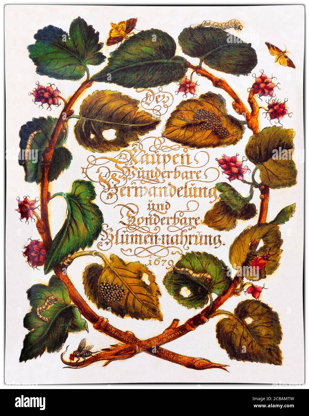 Maria Sibylla Merian (1647-1717) was a German-born naturalist and scientific illustrator, a descendant of the Frankfurt branch of the Swiss Merian family. Merian was one of the first European naturalists to observe insects directly. The illustration shows the title page to the artist's first major work, "Der Raupen wunderbare Verwandelung und sonderbare Blumennahrung" (Trans: The caterpillars' wonderful transformation and strange flower food) Stock Photo