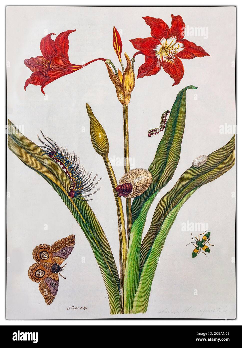 Maria Sibylla Merian (1647-1717) was a German-born naturalist and scientific illustrator, a descendant of the Frankfurt branch of the Swiss Merian family. Merian was one of the first European naturalists to observe insects directly. The illustration shows a page from the artist's first major work, 'Der Raupen wunderbare Verwandelung und sonderbare Blumennahrung' (Trans: The caterpillars' wonderful transformation and strange flower food) Stock Photo