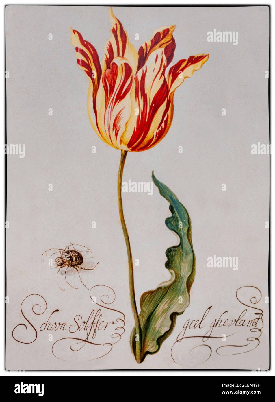 'Schoon Solffer' a broken' tulip  painted by Bartholomeus Abrahamsz. Assteyn (1607-1669/1677), a Dutch painter.  'Broken' tulips have a viral infection, that caused the petals to show beautiful and striking streaks of color in them, noticed by the Flemish botanist Carolus Clusius, father of the Dutch obsession with tulips, in the Netherlands in the 1600’s. Stock Photo