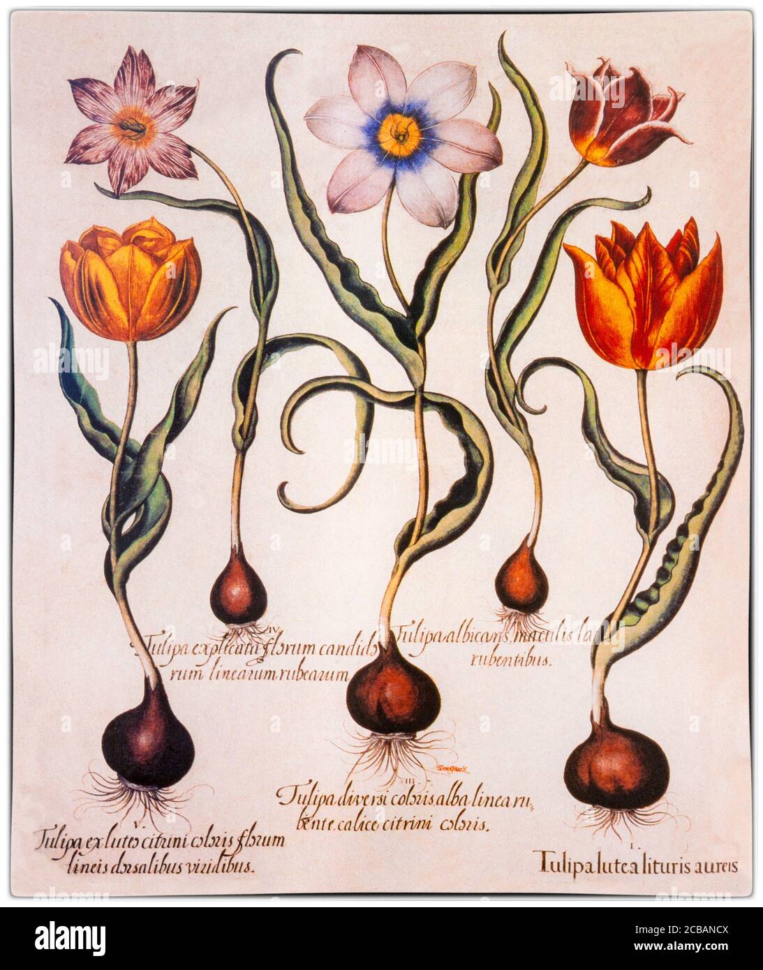 A collection of flowers from the Hortus Eystettensis, a codex produced by Basilius Besler in 1613 of the garden of the bishop of Eichstätt in Bavaria. Besler had the assistance of his brother and a group of skilled German draughtsmen and engravers, including Sebastian Schedel, an accomplished painter, and Wolfgang Kilian, a skilled engraver from Augsburg. After the bishop’s death, the operations moved to Nürnberg and a new team of engravers, among whom were Johannes Leypold, Georg Gärtner, Levin and Friedrich van Hulsen, Peter Isselburg, Heinrich Ulrich, Dominicus Custos and Servatius Raeven. Stock Photo