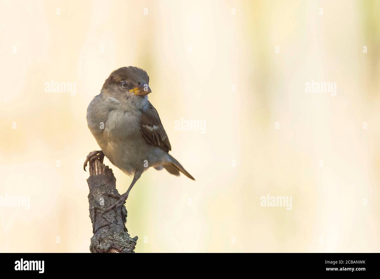 Passer domesticus. The house sparrow it´s a bird comun in the world ...