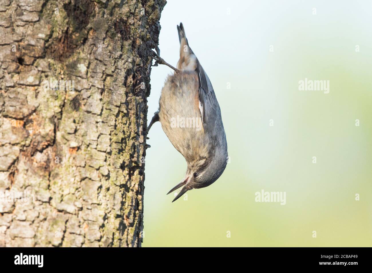 Sitta europaea.  Wood nuthatch is a unique bird, due to its ability to descend through tree trunks. Stock Photo