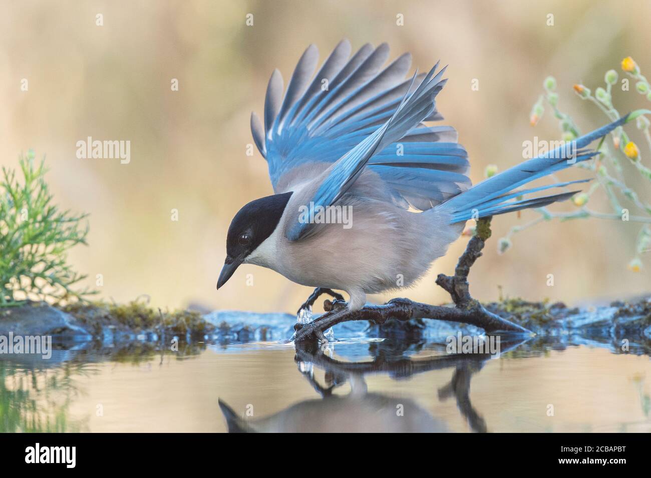 Cyanopica cyanus. The azure-winged magpie is a relatively slender bird of medium size, long tail and very fast flight of wings. Stock Photo