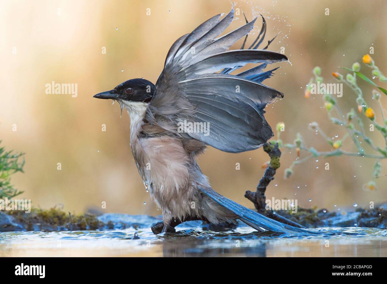 Cyanopica cyanus. The azure-winged magpie is a relatively slender bird of medium size, long tail and very fast flight of wings. Stock Photo