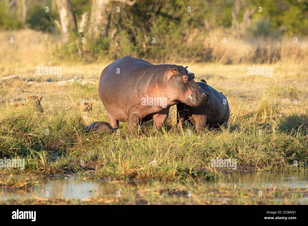 Two hippo out of water being watched by three lionesses hiding in grass in Khwai Okavango Delta Botswana Stock Photo