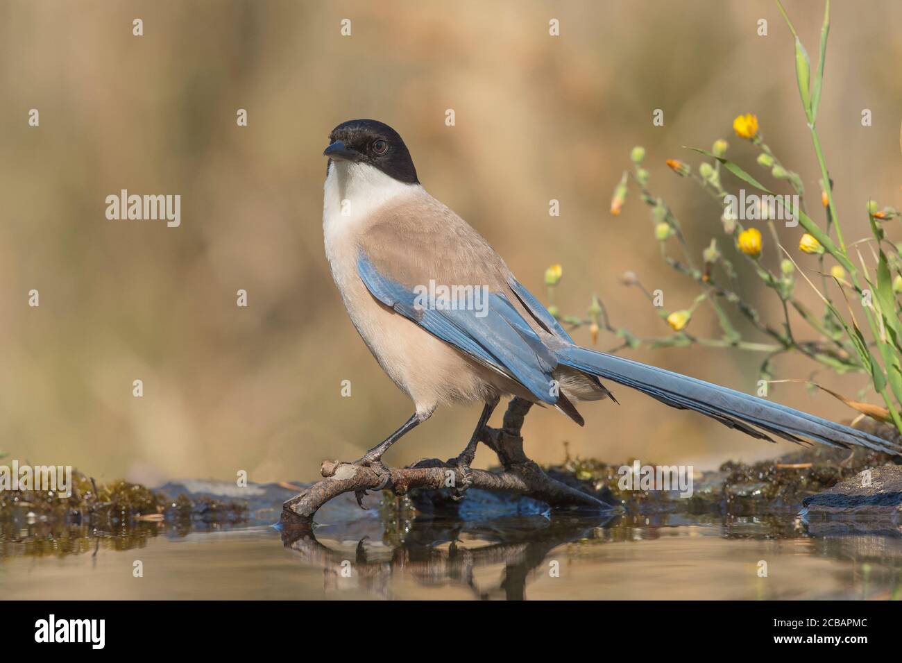 Cyanopica cyanus. The azure-winged magpie is a relatively slender bird of medium size, long tail and very fast flight of wings. Stock Photo