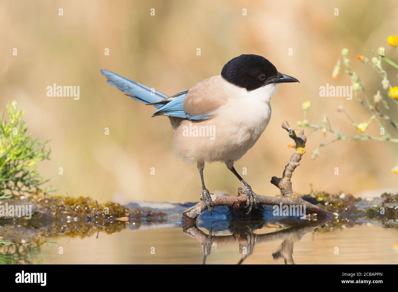 Cyanopica cyanus. The azure-winged magpie is a relatively slender bird of medium size, long tail and very fast flight of wings. Stock Photo