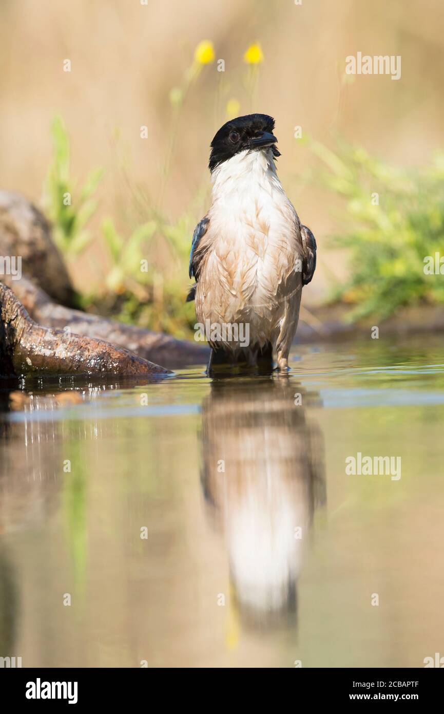 Cyanopica cyanus. The azure-winged magpie is a relatively slender bird of medium size, long tail and very fast flight of wings. Stock Photo